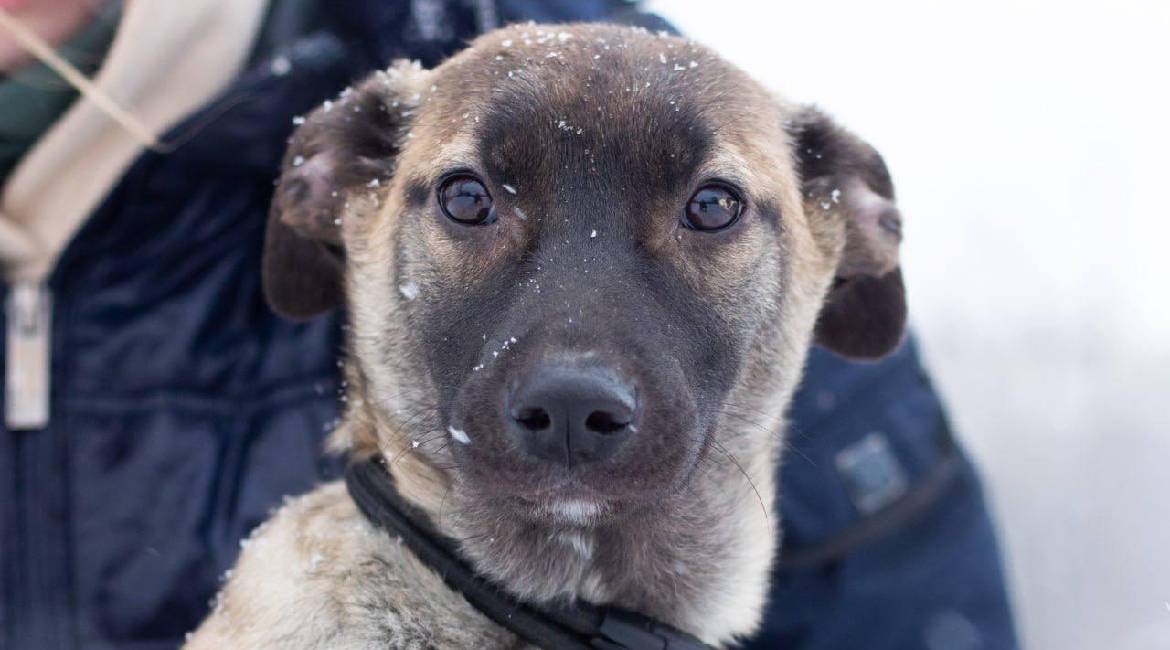 Chiens à adopter